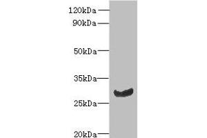 Western blot All lanes: C11orf68 antibody at 3 μg/mL + Mouse liver tissue Secondary Goat polyclonal to rabbit IgG at 1/10000 dilution Predicted band size: 28, 32 kDa Observed band size: 28 kDa