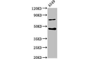 Western Blot Positive WB detected in: A549 whole cell lysate All lanes: SPOPL antibody at 6. (SPOPL antibody  (AA 1-120))