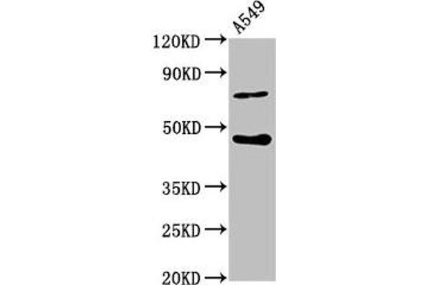 SPOPL antibody  (AA 1-120)