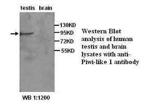 Image no. 2 for anti-Piwi-Like 1 (PIWIL1) antibody (ABIN790907) (PIWIL1 antibody)