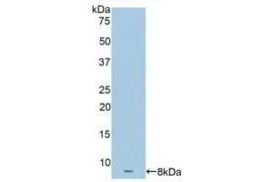 Detection of Recombinant APOC1, Human using Polyclonal Antibody to Apolipoprotein C1 (APOC1) (APOC1 antibody  (AA 31-83))