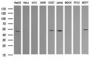 Image no. 5 for anti-Tripartite Motif Containing 38 (TRIM38) (AA 1-265) antibody (ABIN1490684) (TRIM38 antibody  (AA 1-265))