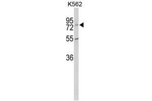 Image no. 1 for anti-Carboxypeptidase Z (CPZ) (N-Term) antibody (ABIN452870) (CPZ antibody  (N-Term))