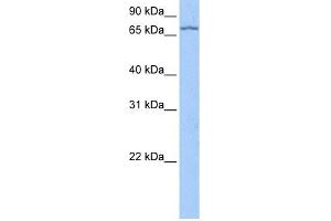 LARP7 antibody used at 0. (LARP7 antibody  (C-Term))