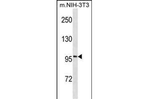 ATP1A1 Antibody ABIN1539846 western blot analysis in mouse NIH-3T3 cell line lysates (35 μg/lane). (ATP1A1 antibody  (AA 33-61))