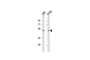 All lanes : Anti- at 1:500-1:1000 dilution Lane 1: 293 whole cell lysate Lane 2: K562 whole cell lysate Lysates/proteins at 20 μg per lane. (TGFB2 antibody)