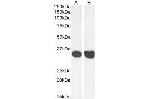 ABIN5539865 (0. (MDH2 antibody  (AA 221-232))
