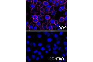 Immunofluorescence (IF) image for anti-H-2Kb Bound To SIINFEKL antibody (APC) (ABIN2658327) (H-2Kb Bound To SIINFEKL antibody (APC))