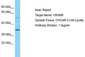 Host: Rabbit Target Name: OR5M9 Sample Type: OVCAR-3 Whole Cell lysates Antibody Dilution: 1.