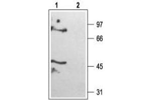 Western blot analysis of rat brain membranes: - 1. (KCNK6 antibody  (C-Term, Intracellular))