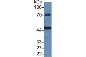 Western Blot; Sample: Porcine Kidney lysate; Primary Ab: 1µg/ml Rabbit Anti-Human HMWK Antibody Second Ab: 0. (KNG1 antibody  (AA 225-407))