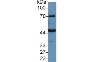 Western Blot; Sample: Porcine Kidney lysate; Primary Ab: 1µg/ml Rabbit Anti-Human HMWK Antibody Second Ab: 0. (Kininogen (HMW) antibody  (AA 225-407))
