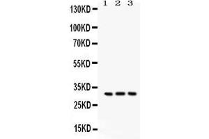 Anti- Bcl10 Picoband antibody, Western blottingAll lanes: Anti Bcl10  at 0.