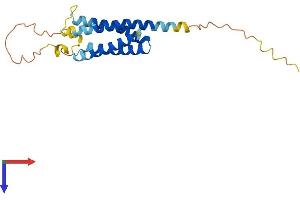 Na+/K+ Transporting ATPase Interacting 4 (NKAIN4) (AA 1-208) protein (His tag)