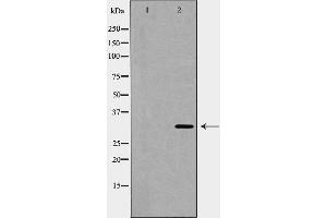 Western blot analysis of Bag 1 expression in HeLa cell lysate,The lane on the left is treated with the antigen-specific peptide. (BAG1 antibody  (N-Term))