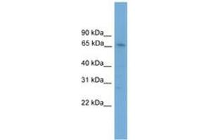 ZNF192 antibody  (AA 201-250)