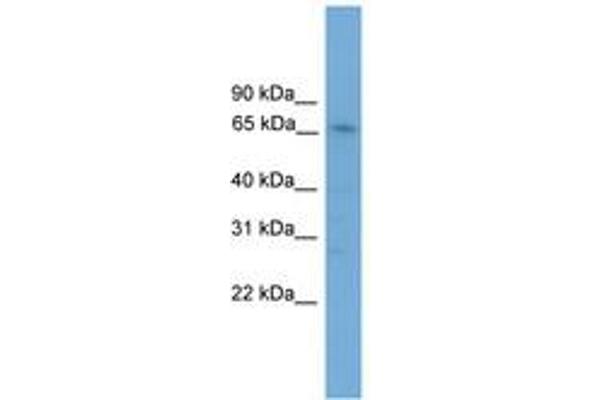 ZNF192 antibody  (AA 201-250)