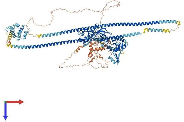 CARD11 Protein (AA 1-1159) (His tag)