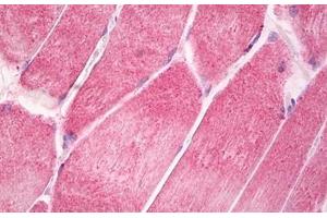 Image no. 2 for anti-Ciliary Neurotrophic Factor Receptor (CNTFR) (AA 295-344) antibody (ABIN6749773) (CNTF Receptor alpha antibody  (AA 295-344))