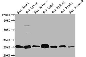 Western Blot Positive WB detected in: Rat Heart tissue, Rat Liver tissue, Rat Spleen tissue, Rat Lung tissue, Rat Kidney tissue, Rat Brain tissue, Rat Stomach tissue All lanes: Apoa1 antibody at 1:2000 Secondary Goat polyclonal to rabbit IgG at 1/50000 dilution Predicted band size: 31 kDa Observed band size: 31 kDa (APOA1 antibody  (AA 19-259))