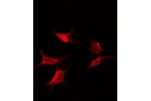 ABIN6275963 staining NIH-3T3 by IF/ICC. (GPR173 antibody  (Internal Region))