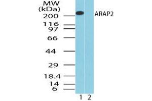 ARAP2 anticorps  (AA 1670-1720)