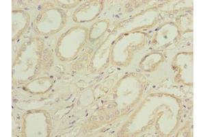 Immunohistochemistry of paraffin-embedded human kidney tissue using ABIN7162519 at dilution of 1:100 (PILRB antibody  (AA 20-191))