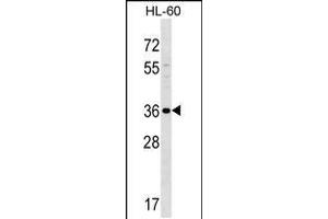 Western blot analysis in HL-60 cell line lysates (35ug/lane). (SPOCK3 antibody  (N-Term))
