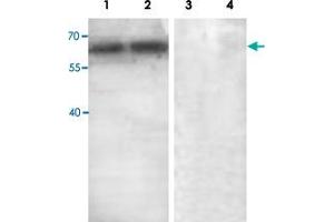 Western blot analysis with ABCE1 polyclonal antibody  at 1 : 500 dilution. (ABCE1 antibody  (C-Term))