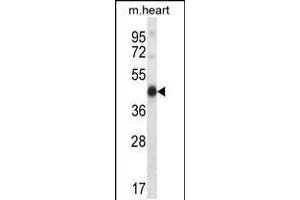 Western blot analysis in mouse heart tissue lysates (35ug/lane). (PDK2 antibody  (N-Term))