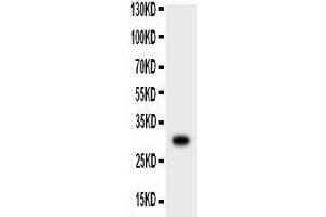 Anti-MMP7 Picoband antibody,  All lanes: Anti-MMP7 at 0. (MMP7 antibody  (AA 95-264))