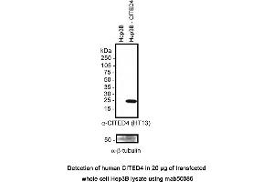 Image no. 1 for anti-Cbp/p300-Interacting Transactivator, with Glu/Asp-Rich Carboxy-terminal Domain, 4 (CITED4) (full length), (N-Term) antibody (ABIN363240) (CITED4 antibody  (full length, N-Term))