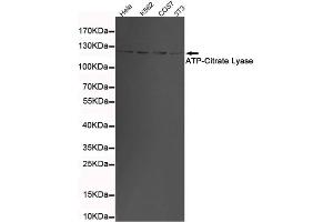 Western blot detection of ATP-Citrate Lyase in 3T3,K562,COS7 and Hela cell lysates using ATP-Citrate Lyase mouse mAb (1:1000 diluted). (ACLY antibody  (C-Term))