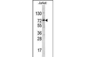 Western blot analysis of NKRF antibody (Center) (ABIN390606 and ABIN2840918) in Jurkat cell line lysates (35 μg/lane). (NKRF antibody  (AA 205-233))
