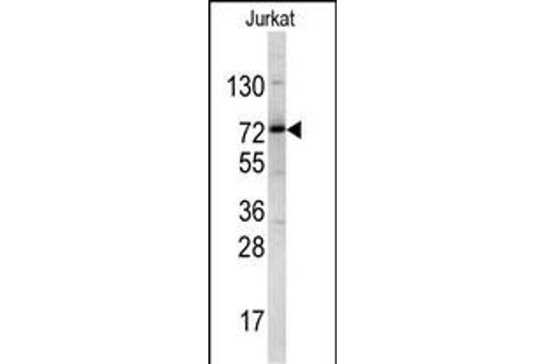 NKRF anticorps  (AA 205-233)