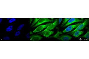 Immunocytochemistry/Immunofluorescence analysis using Mouse Anti-Erp57 (Grp58) Monoclonal Antibody, Clone Map. (PDIA3 antibody  (Atto 390))