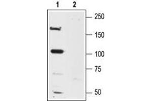 Western blot analysis of rat brain lysates:1. (Glutamate Receptor, Ionotropic, N-Methyl D-Aspartate 2a (GRIN2A) Peptide)