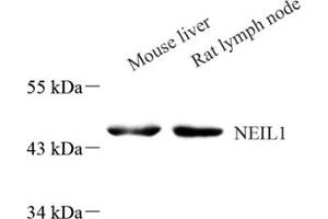 Western blot analysis of Neil1 (ABIN7073820) at dilution of 1: 800