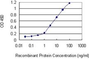 Detection limit for recombinant GST tagged PRRX2 is 0. (PRRX2 antibody  (AA 151-253))
