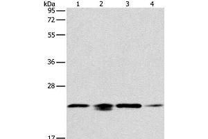 Western Blot analysis of 293T, hela, PC3 and NIH/3T3 cell using PRDX2 Polyclonal Antibody at dilution of 1:750 (Peroxiredoxin 2 antibody)