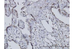 Immunoperoxidase of monoclonal antibody to CCRN4L on formalin-fixed paraffin-embedded human placenta. (CCRN4L antibody  (AA 64-152))