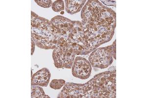 Immunohistochemical analysis of B on paraffin-embedded Human placenta tissue. (WDR41 antibody  (C-Term))