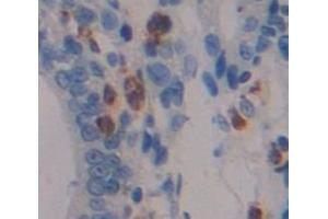 Figure. (DUSP5 antibody  (AA 1-135))