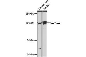 Western blot analysis of extracts of various cell lines, using L1 Rabbit mAb (ABIN7265535) at 1:1000 dilution.