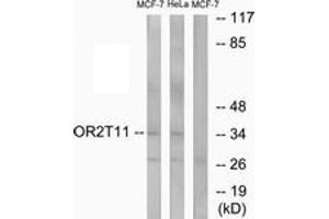 Western blot analysis of extracts from MCF-7/HeLa cells, using OR2T11 Antibody. (OR2T11 antibody  (AA 51-100))