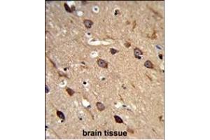 Formalin-fixed and paraffin-embedded human brain tissue reacted with ACCN2 Antibody (C-term), which was peroxidase-conjugated to the secondary antibody, followed by DAB staining. (ASIC1 antibody  (C-Term))