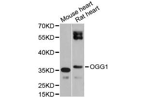 Western blot analysis of extracts of various cell lines, using OGG1 antibody (ABIN1873998) at 1:1000 dilution. (OGG1 antibody)