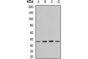 Western blot analysis of Flotillin-1 expression in HepG2 (A), Hela (B), mouse lung (C), mouse brain (D) whole cell lysates. (Flotillin 1 antibody)