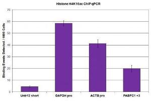 Histone H4K16ac antibody (pAb) tested by ChIP. (Histone H4 antibody  (acLys16))
