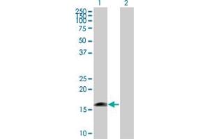 MRPS27 antibody  (AA 1-168)